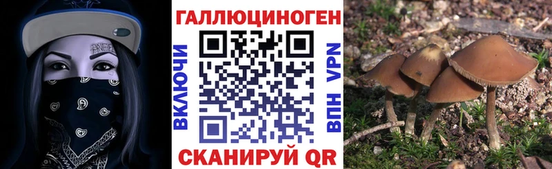 Галлюциногенные грибы Psilocybine cubensis  Купить закладки  Каргат 
